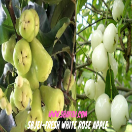 SBJEI-FRESH WHITE ROSE APPLE